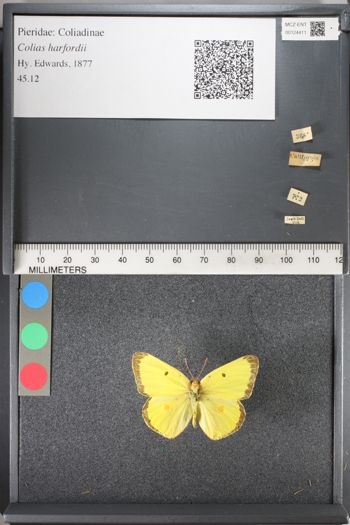 Media type: image;   Entomology 124411